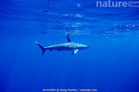 Image result for Sphyrna zygaena