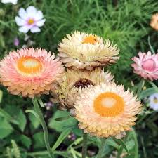 Image result for Strohblume