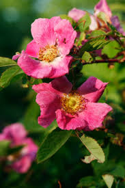 Image result for Rosa canina