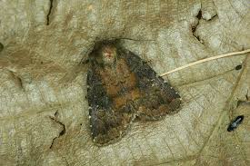 Attēlu rezultāti vaicājumam “Rusina ferruginea”