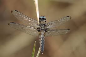 Attēlu rezultāti vaicājumam “Libellula fulva”