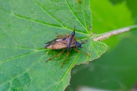 Attēlu rezultāti vaicājumam “Elasmucha ferrugata”