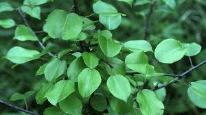 Attēlu rezultāti vaicājumam “Pyrus pyraster leaf”