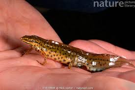 Attēlu rezultāti vaicājumam “Triturus vulgaris”