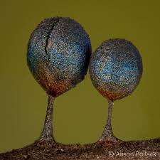 Attēlu rezultāti vaicājumam “Lamproderma ovoideum macro”