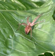 Attēlu rezultāti vaicājumam “Pisaura mirabilis female”