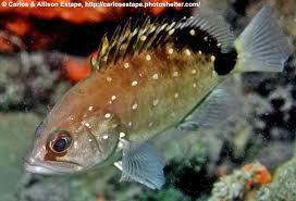 Image result for Hyporthodus niveatus