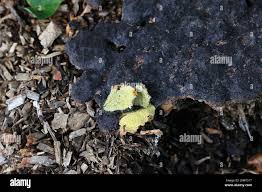 Attēlu rezultāti vaicājumam “Nectriopsis violacea”