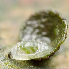 Attēlu rezultāti vaicājumam “Phronia sp.”