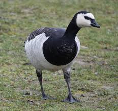 Attēlu rezultāti vaicājumam “Branta leucopsis”