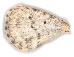 Attēlu rezultāti vaicājumam “Xanthorhoe designata”