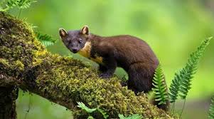 Attēlu rezultāti vaicājumam “Martes martes”