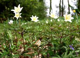 Attēlu rezultāti vaicājumam “Anemone nemorosa flower”
