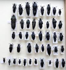 Attēlu rezultāti vaicājumam “Meloidae”