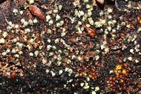 Attēlu rezultāti vaicājumam “Lasiosphaeria ovina spores”