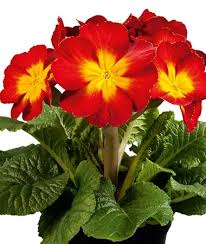 Image result for Primula elatior