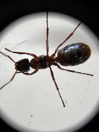 Attēlu rezultāti vaicājumam “Formica rufa imago”