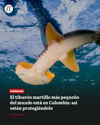 Image result for Sphyrna corona