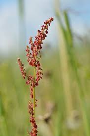 Attēlu rezultāti vaicājumam “Rumex acetosa”