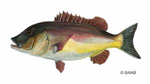 Image result for Chelon richardsonii