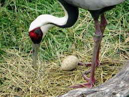 Attēlu rezultāti vaicājumam “Grus grus eggs”