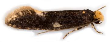 Attēlu rezultāti vaicājumam “Monopis monachella”