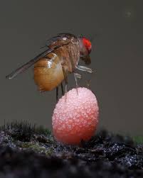 Attēlu rezultāti vaicājumam “Lycogala conicum macro”