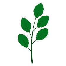 Attēlu rezultāti vaicājumam “Chamaedaphne calyculata leaf”