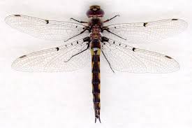 Attēlu rezultāti vaicājumam “Cordulidae”