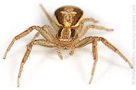 Attēlu rezultāti vaicājumam “Xysticus ulmi adult”