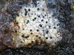 Attēlu rezultāti vaicājumam “Acrocordia gemmata”