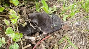 Attēlu rezultāti vaicājumam “Talpa europaea”