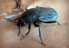 Attēlu rezultāti vaicājumam “Necrodes littoralis”