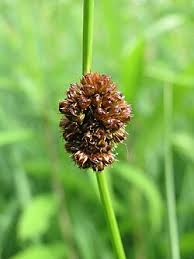 Attēlu rezultāti vaicājumam “Juncus conglomeratus fruit”