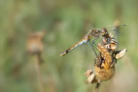 Attēlu rezultāti vaicājumam “Sympetrum sanguineum”