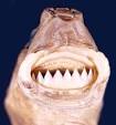 FLMNH Ichthyology Department: Cookiecutter Shark