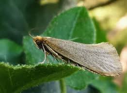 Attēlu rezultāti vaicājumam “Nematopogon sp.”