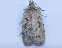 Attēlu rezultāti vaicājumam “Agonopterix ocellana”