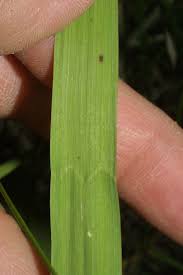 Attēlu rezultāti vaicājumam “Bromopsis inermis fruit”