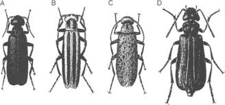 Attēlu rezultāti vaicājumam “Meloidae”