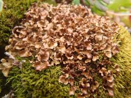 Attēlu rezultāti vaicājumam “Cetraria ericetorum”