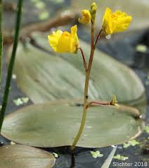 Attēlu rezultāti vaicājumam “Utricularia vulgaris flower”