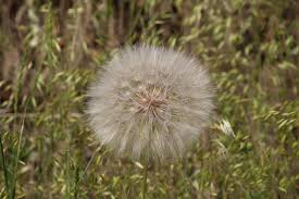 Attēlu rezultāti vaicājumam “Tragopogon heterospermus flower”
