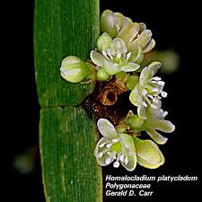 Attēlu rezultāti vaicājumam “Polygonaceae”