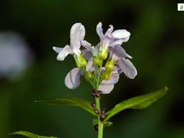 Attēlu rezultāti vaicājumam “Cardamine bulbifera”