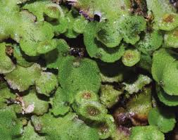 Attēlu rezultāti vaicājumam “Preissia quadrata”