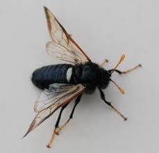 Attēlu rezultāti vaicājumam “Cimbex femoratus imago”