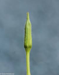 Attēlu rezultāti vaicājumam “Oenothera biennis bud”