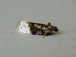 Attēlu rezultāti vaicājumam “Apotomis betuletana”