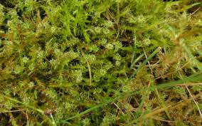 Attēlu rezultāti vaicājumam “Rhytidiadelphus squarrosus”